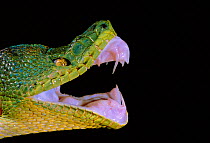 Close up of Emerald tree boa's mouth and fangs {Corallus canina} Guyana - snake