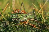 Wart biter cricket (Decticus verrucivorus) Kent, UK