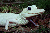 American alligator {Alligator mississippiensis} leucistic, captive, USA