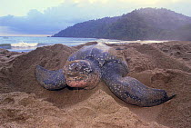 Leatherback female digging nest {Cermochelys coriacea} Trinidad