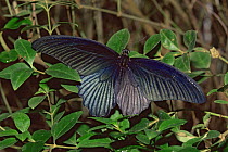 Great mormon butterfly {Papilio memnon} Devon, UK