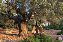 Olive tree with sheep skins hanging out to dry, rural Greece