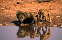 Chacma baboons at waterhole {Papio ursinus} Savuti NP, Botswana