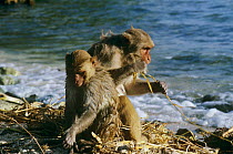 Rhesus macaques (Macaca mulatta) feeding on sea shore, Puerto Rico, Caribbean