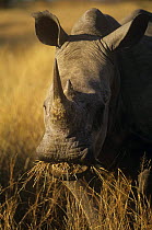 White rhinoceros (Ceratotherium simum) grazing, Mkhaya Game Reserve, Swaziland