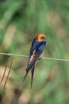 Lesser striped swallow {Cecropsis abyssinica} Maasai Mara, Kenya, East Africa