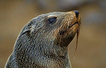 Cape fur seal {Arctocephalus pusillus} head portrait, Cape Cross, Namibia, Southern Africa.
