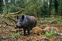 Wild boar family group (Sus scrofa) Devon, UK, captive