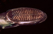 Close-up of sucker of Remora fish {Echeneididae family} Trinidad. Sucker adheres to host fish