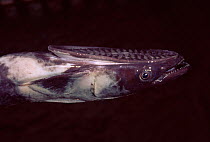 Close-up of head of Remora fish {Echeneididae family} showing suction pad used to adhere to host fish, Trinidad