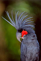 Palm cockatoo head {Probosciger aterrimus} Australia