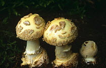 False death cap fungus {Amanita citrina} Scotland, UK