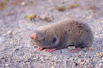Mole rat {Spalax microphthalmus} Lesbos, Greece