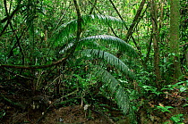 Rainforest with Eugenia sp. Lanjak-Entimau WS, Malaysia