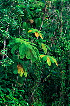 Treefern in subtropical rainforest. Luquillo NF,  Puerto Rico, West Indies