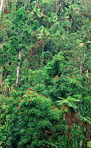 Subtropical rainforest with {Erythina sp} Luquillo NF, Puerto Rico, West Indies