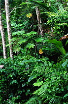 Subtropical rainforest Luquillo NF, Puerto Rico, West Indies El Yunque