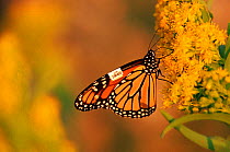 Monarch butterfly tagged for research, to track migration. NJ, USA
