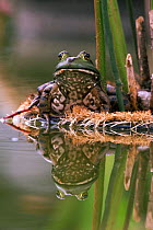 Bullfrog female by garden pond {Rana catesbeiana} Pennsylvania, USA