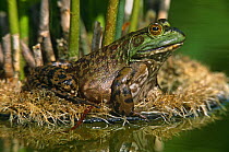 Bullfrog female {Rana catesbeiana} Lafayette Hill, Pennsylvania, USA