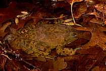 Bullfrog camouflaged in pond {Rana catesbeiana} Delaware, USA.