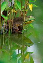 Bullfrog male in garden pond {Rana catesbeiana} Pennsylvania, USA.