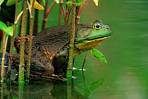 Bullfrog male in garden pond {Rana catesbeiana} Pennsylvania, USA