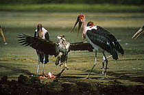 Immature African fish eagle {Haliaeetus vocifer} defends Lesser flamingo kill from Maribou storks {Leptoptilus crumeniferus} Kenya