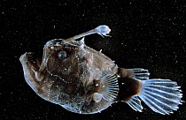 Female Anglerfish (Himantolophus sp.) deep sea species