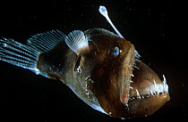 Deepsea Female Anglerfish {Melanocoetus} with stomach expanded and forced forward into mouth on ascent from depth.