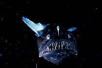 Female Anglerfish - deep sea species {Melanocoetus johnsoni}