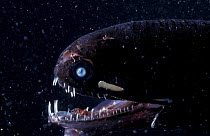 Head of female Anglerfish {Echiostoma barbatum} Deepsea species