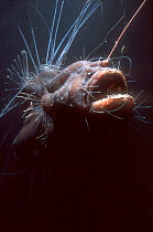 Female Anglerfish fanfin seadevil (Caulophryne jordani) - Deep sea species from Atlantic Ocean, found at 700-3000m.