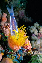 Cup coral {Tubastrea sp} feeding on Silverside fish at night, Red Sea