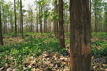 Teak tree {Tectona grandis} plantation, Kerala, India