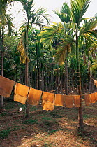 Drying latex from rubber plantation, Nilambur, Kerala, India