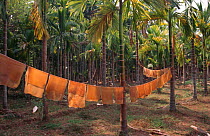 Drying latex from rubber plantation, Nilambur, Kerala, Southern India