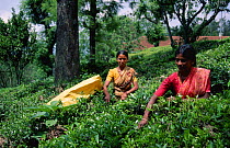 Women harvesting tea leaves, Nilgiri mtns, Tamil Nadu, India