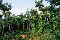 Black pepper and Coffee plantations, Nilgiri Mountains, Tamil Nadu, Southern India