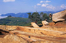 Commercial Timber production, Nilgiri Mountains, Tamil Nadu, Southern India
