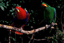 Eclectus parrots {Eclectus roratus}, captive; female (left) male (right) USA