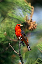 Portrait of Scarlet tanager male {Piranga olivaea}, Long Island, New York, USA
