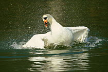 Mute swan bathing {Cygnus olor} Gloucestershire, UK, Europe
