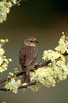 Brown headed cowbird female {Molothrus ater} Long Island, NY USA