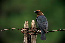 Brown headed cowbird {Molothrus ater} rear view of male perching on barbed wire, Wisconsin, USA.