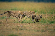 Cheetahs chasing Bat eared fox {Otocyon megalotis} Kenya Masai mara GR