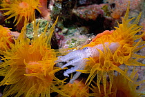 Cup coral {Tubastrea sp.} feeding on young Octopus at night, Red Sea