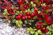 Cowberry {Vaccinium vitis-idaea} fruiting plant  N Quebec, Canada