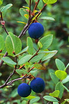 Blueberry {Vaccinium sp} Fruiting plant N Quebec, Canada