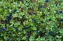 Blueberry {Vaccinium sp} fruiting plant N Quebec, Canada